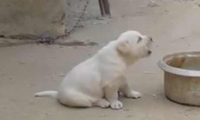 VIDEO Tierno perrito intenta cacarear como gallo