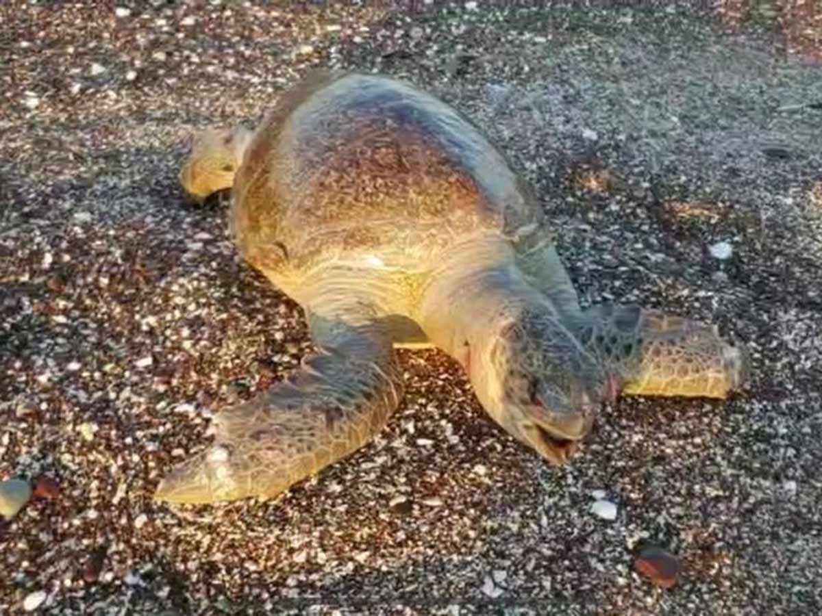 Piden quitarle concesión a Grupo México por ecocidios en Sonora
