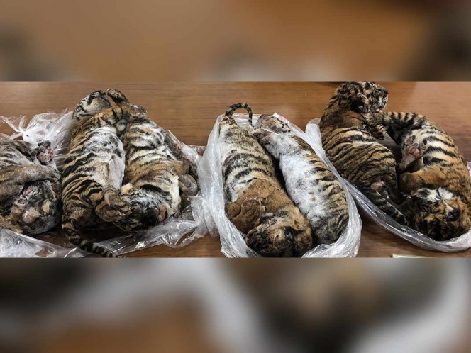 En auto encuentran 7 cachorros de tigre congelados