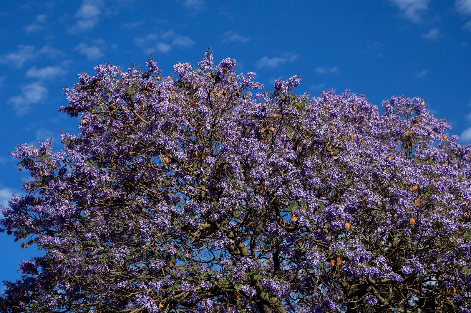 Puebla se embellece con la temporada de jacarandas