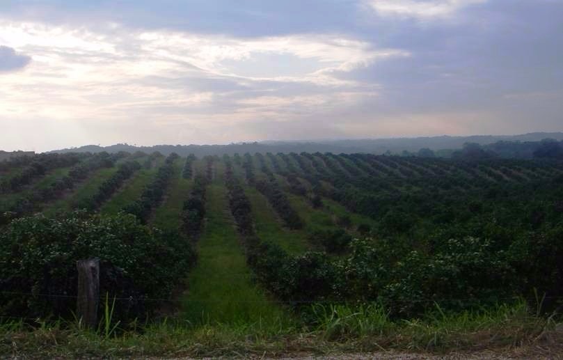 Aumentan a 30 mil las hectáreas con cítricos en la Sierra Norte de Puebla