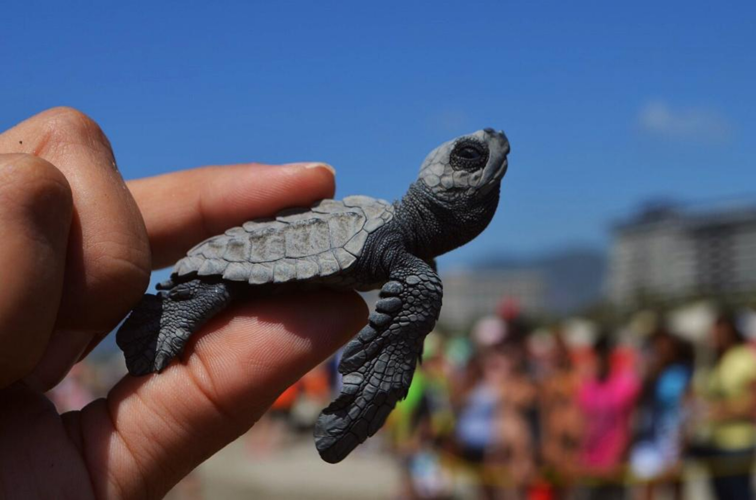 Alumnos de Internado Indígena en Teziutlán liberan tortugas marinas