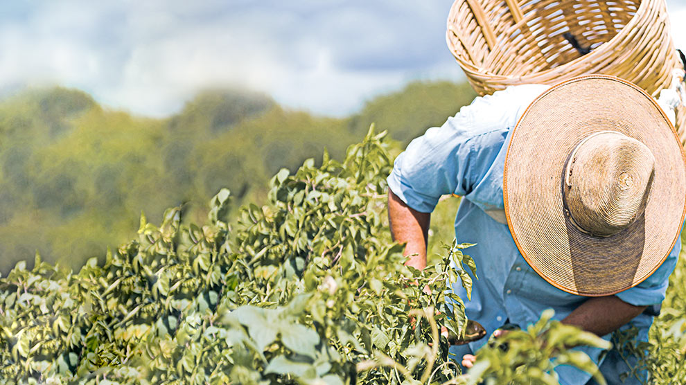 Inseguridad alimentaria se reduce en Latinoamérica pero no en el resto del mundo: FAO