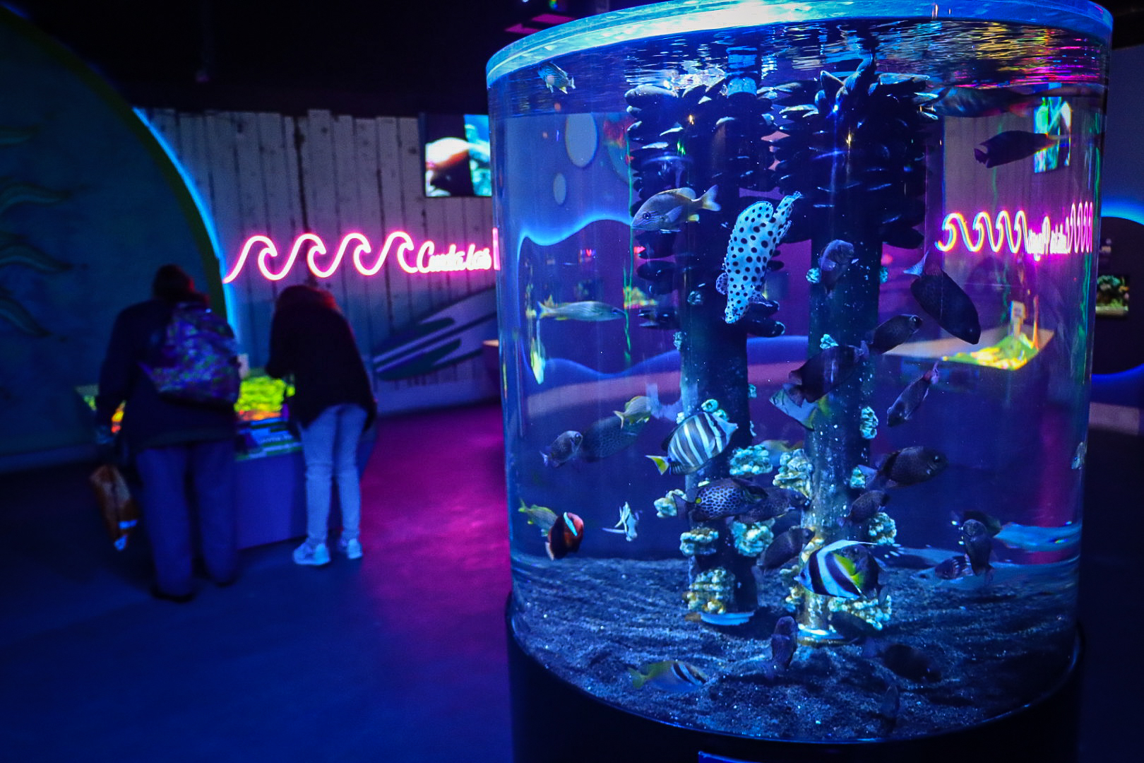 Durante mayo y junio, Maestros entran gratis al Acuario Michin