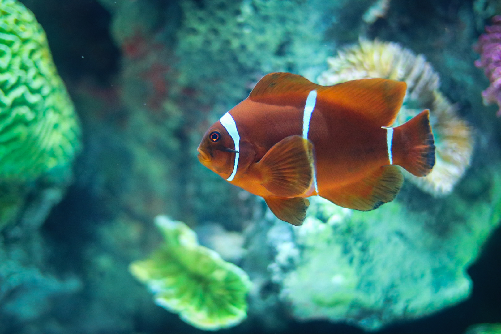 Durante las vacaciones, la entrada al Acuario Michin costará 99 pesos 