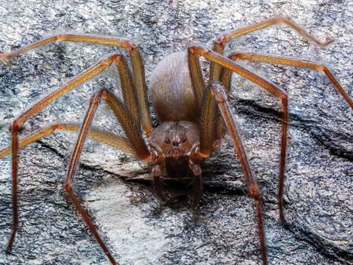 Encuentran peligrosa araña violinista nativa de México