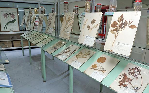 Herbario Medicinal del IMSS, con 17 mil ejemplares para investigar casos de intoxicación