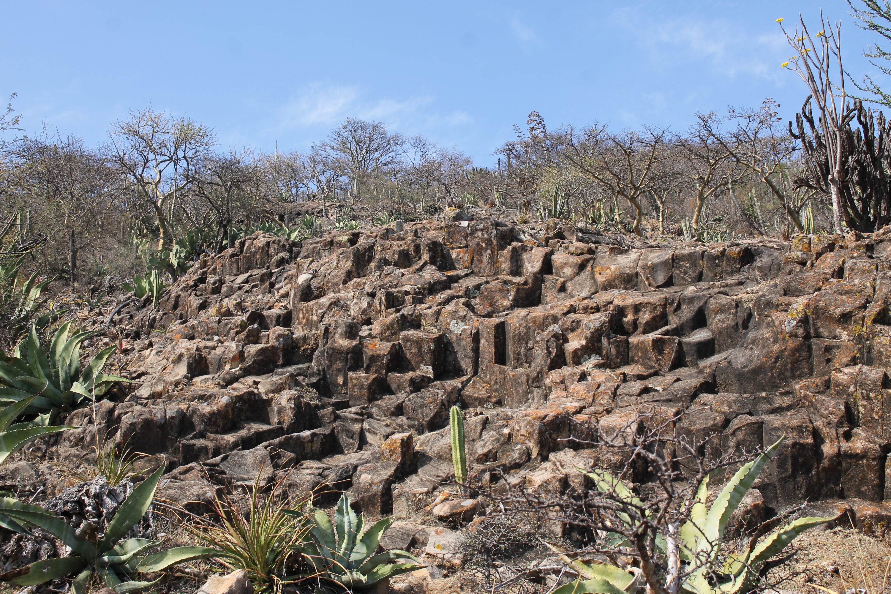 La Reserva de la Biósfera de Tehuacán, un recorrido que no te puedes perder 