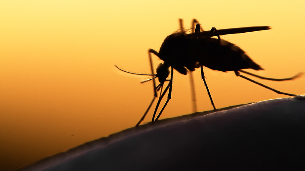 El paludismo o malaria mata a un niño cada dos minutos en el mundo
