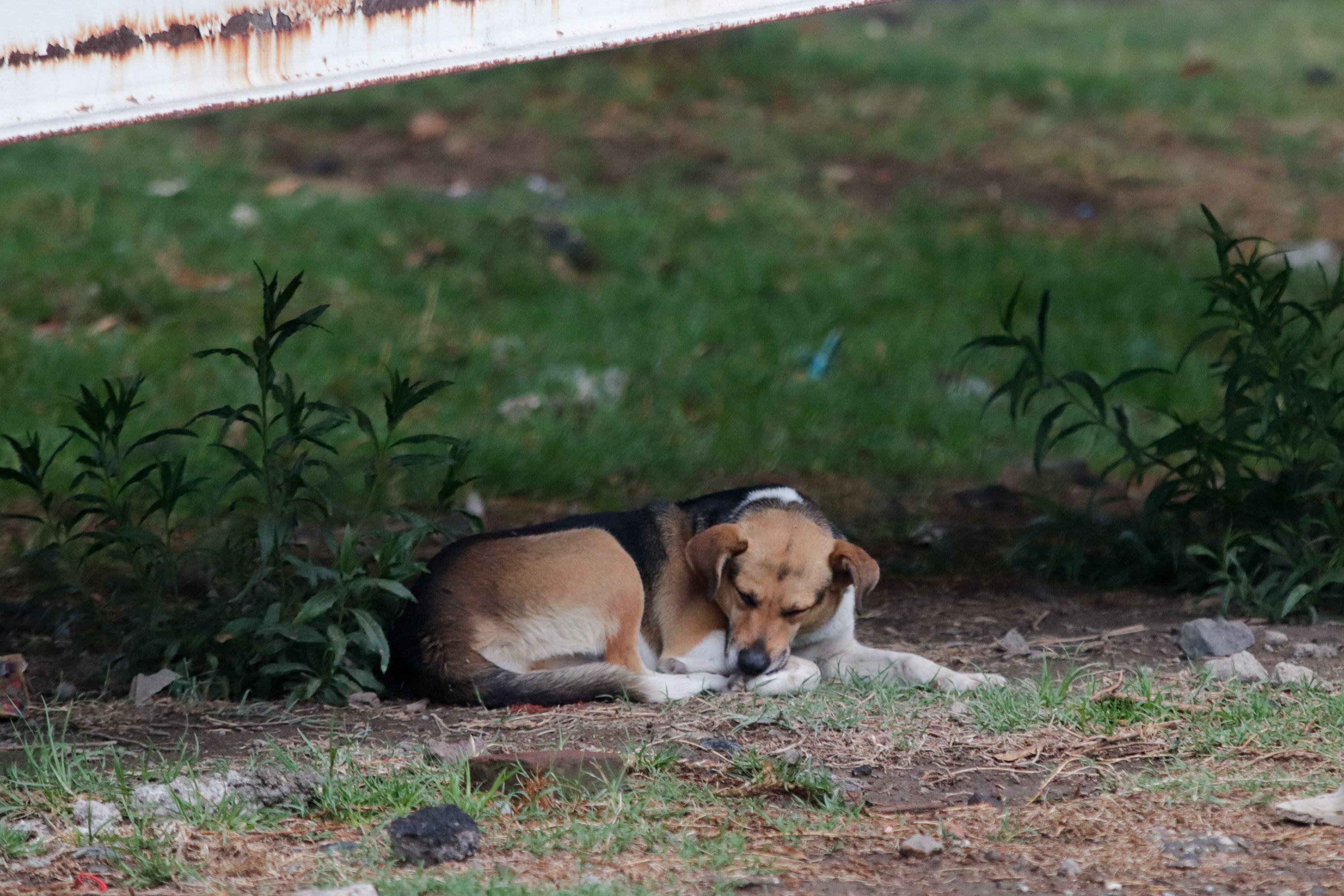 Dos perros jugaban con restos humanos en Jalisco 