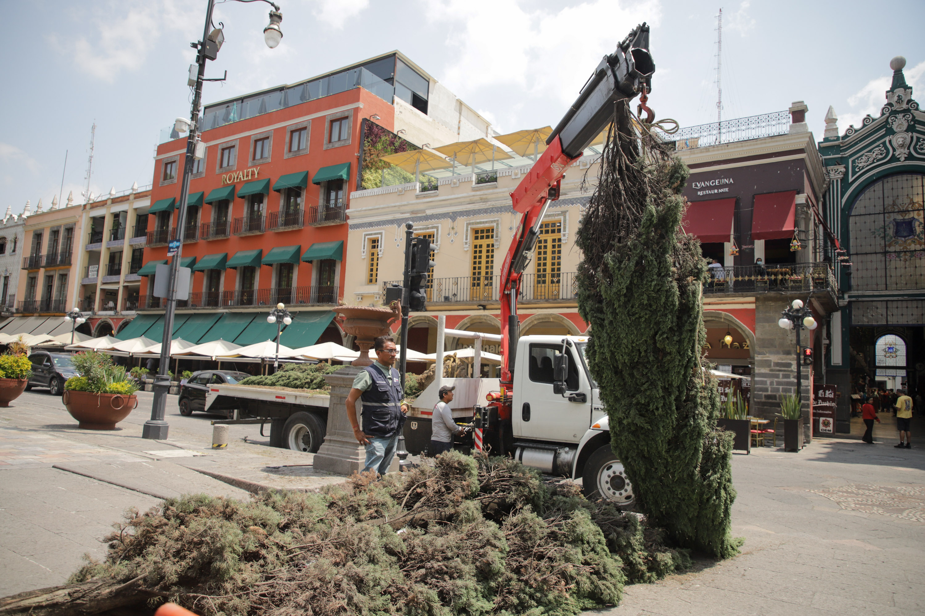 VIDEO Ayuntamiento realiza tala de árboles y pinos en el Zócalo