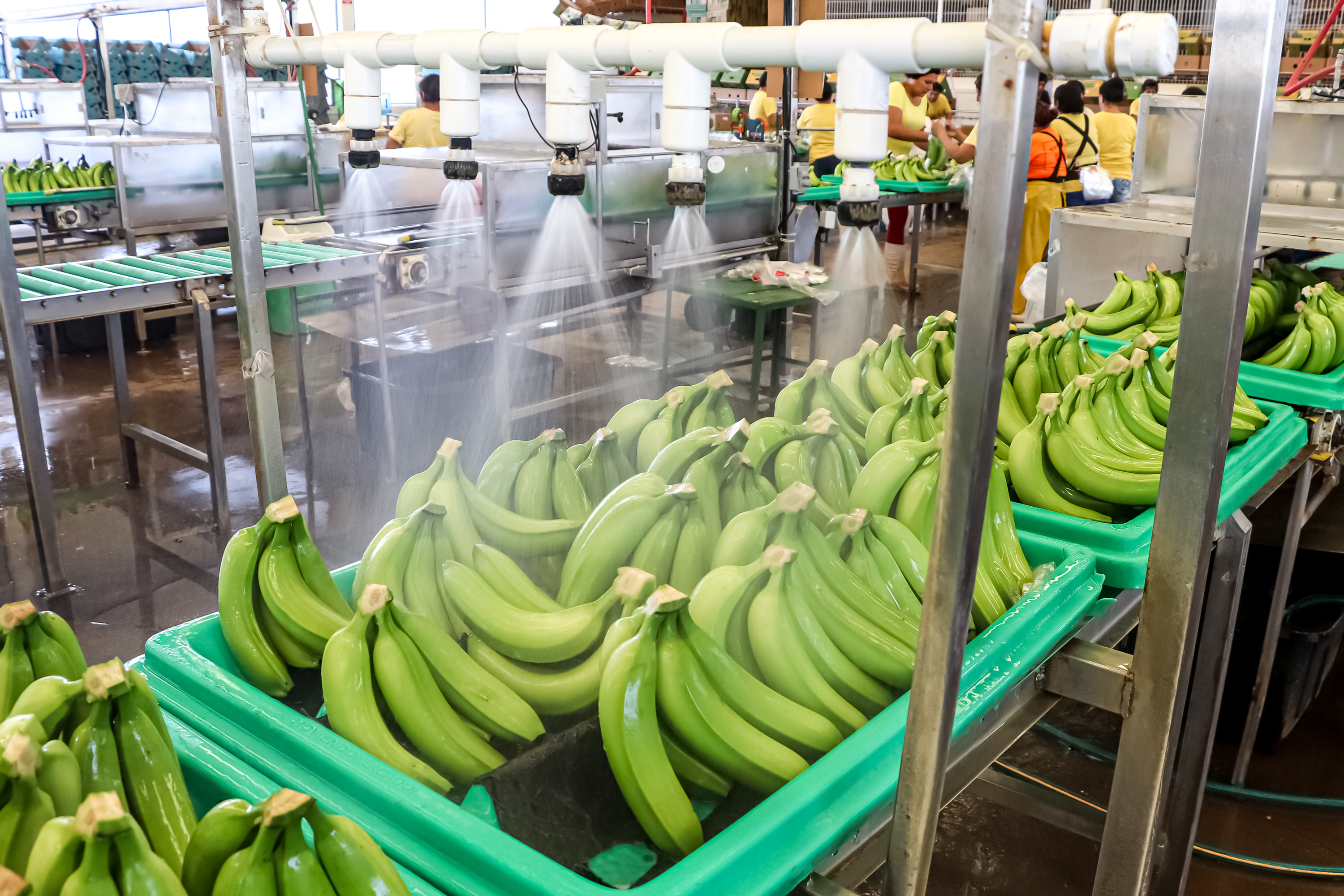 Puebla y 15 estados más en la estrategia nacional prevenir enfermedad letal del banano