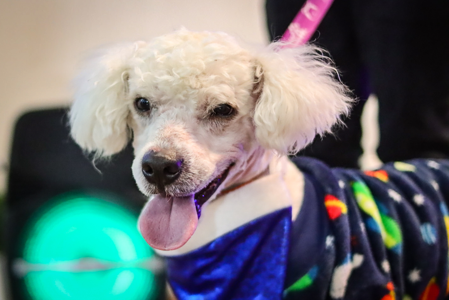 ¡Sé un dueño responsable! y registra a tu mascota en el Padrón de Bienestar Animal 