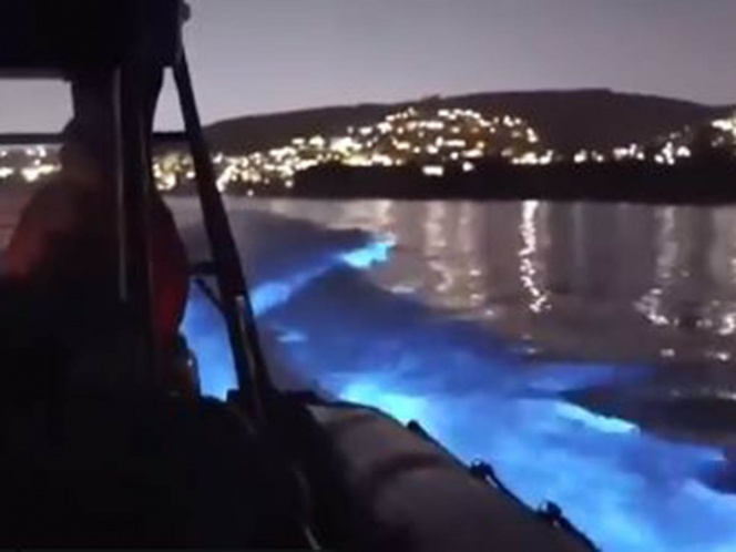VIDEO Increíbles delfines bioluminiscentes son captados en el mar