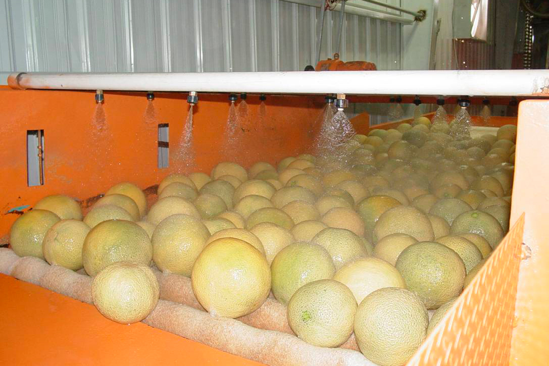 En febrero se trasladará a Sonora el laboratorio móvil de revisión del melón para exportación
