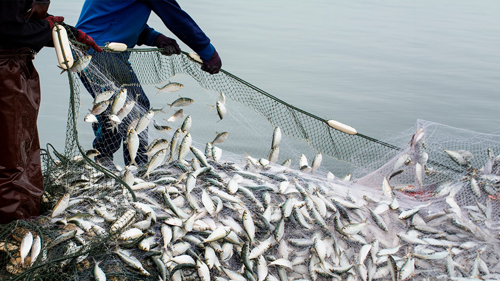 Pesca ilegal, un peligro para la viabilidad de numerosas especies marinas