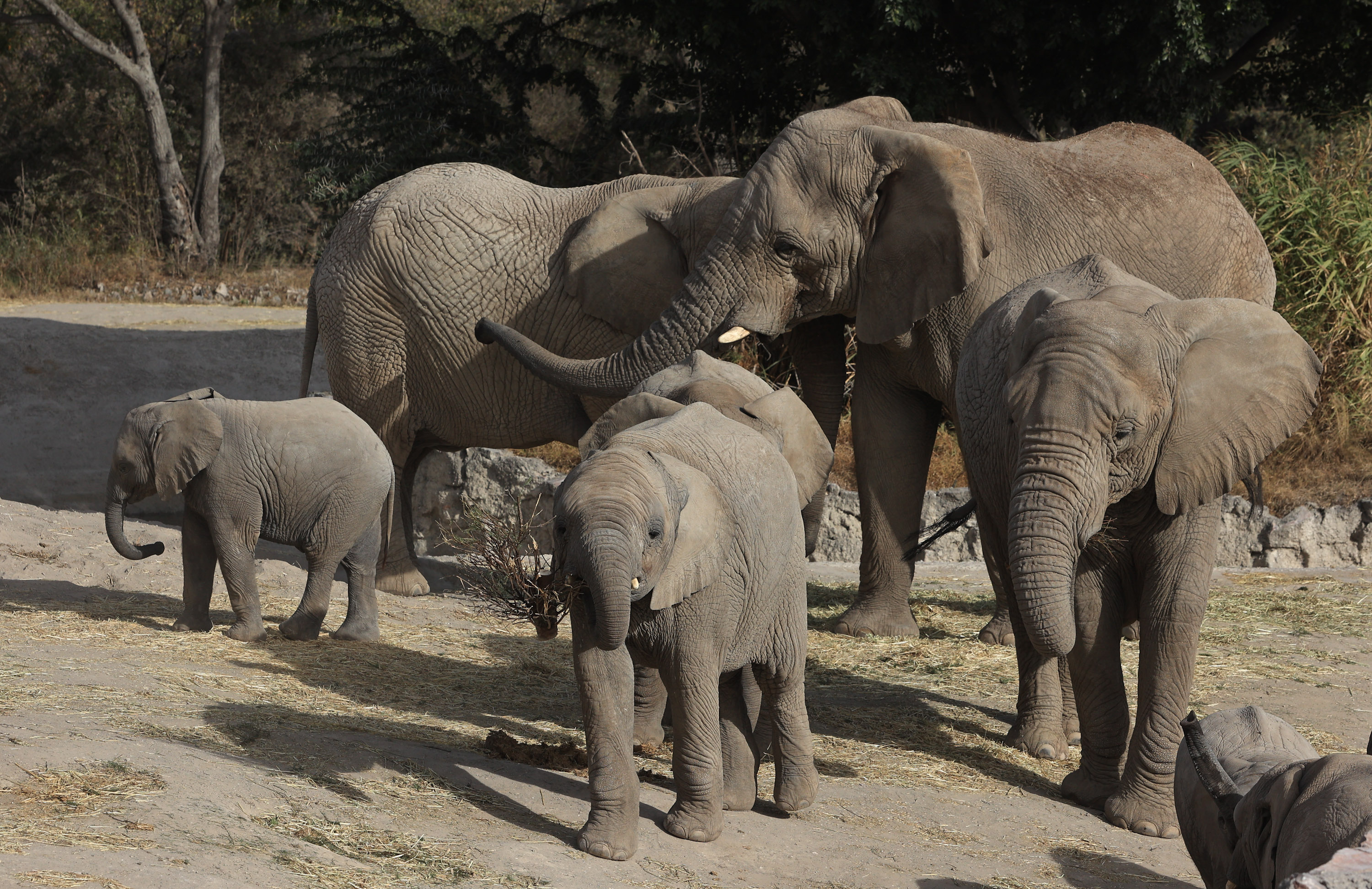 En estas vacaciones de verano visita Áfricam Safari 