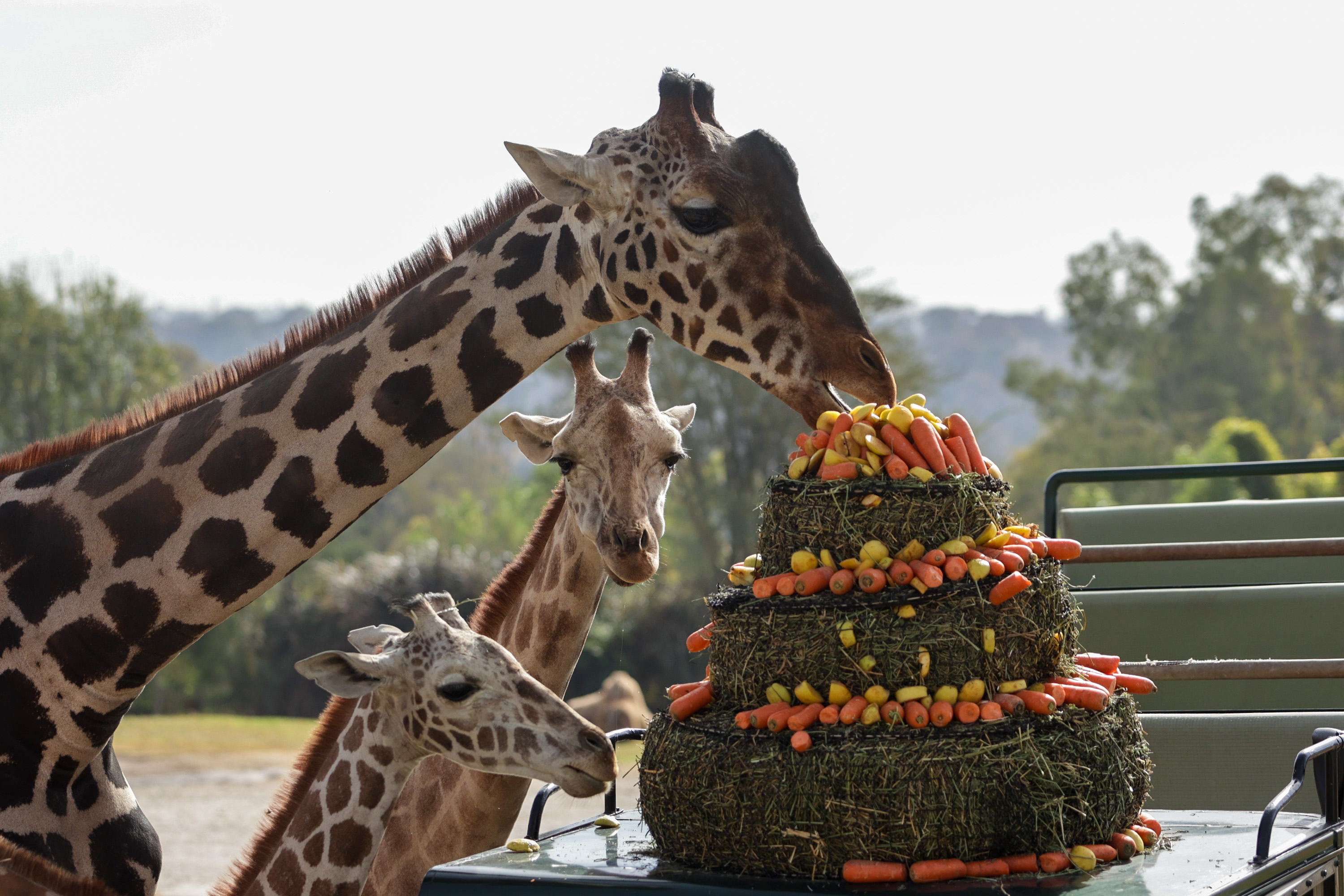 Africam Safari ofrece campamento de verano a niños y adolescentes 