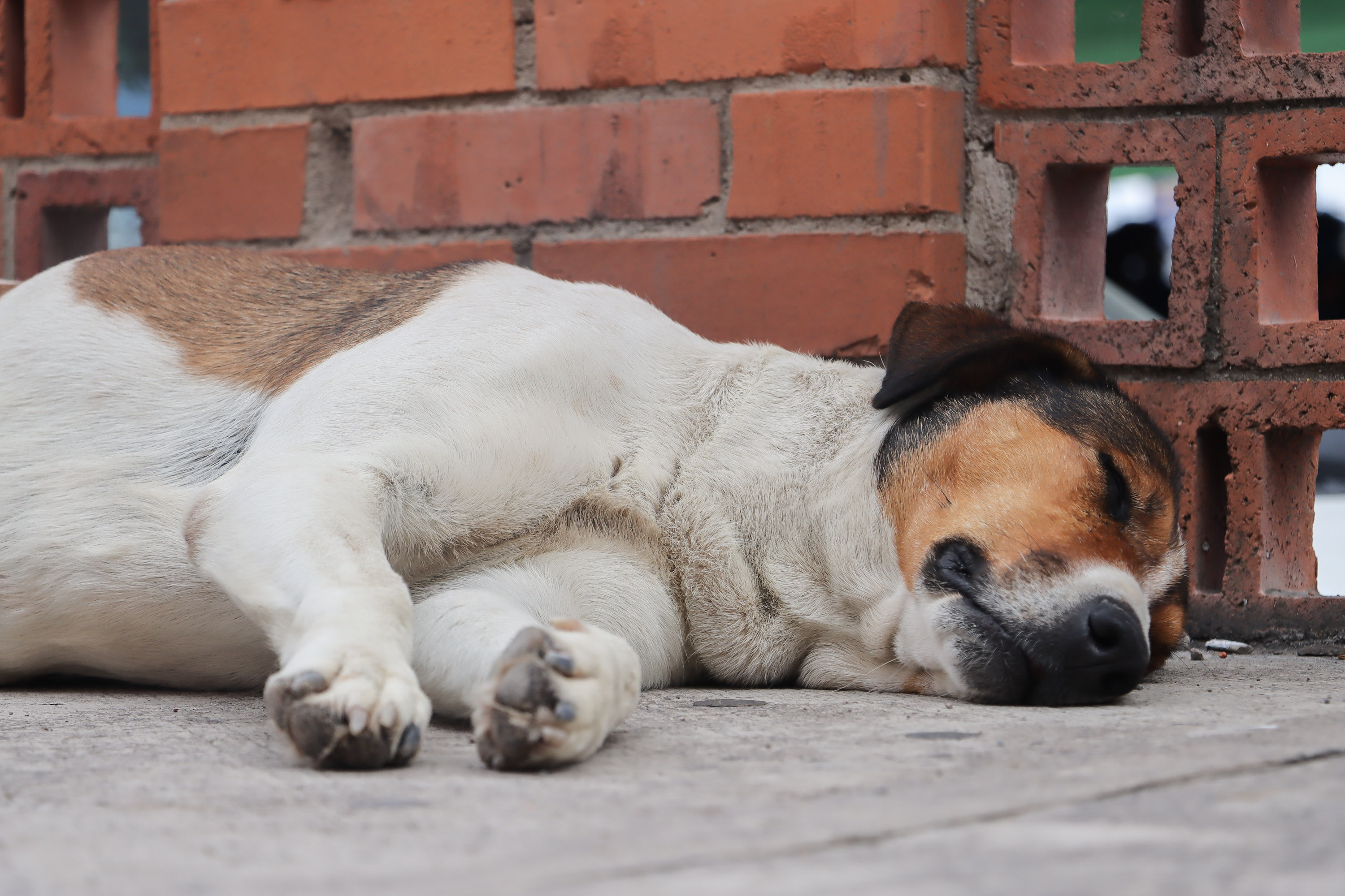 Denuncian el envenenamiento de perros en Ixcaquixtla