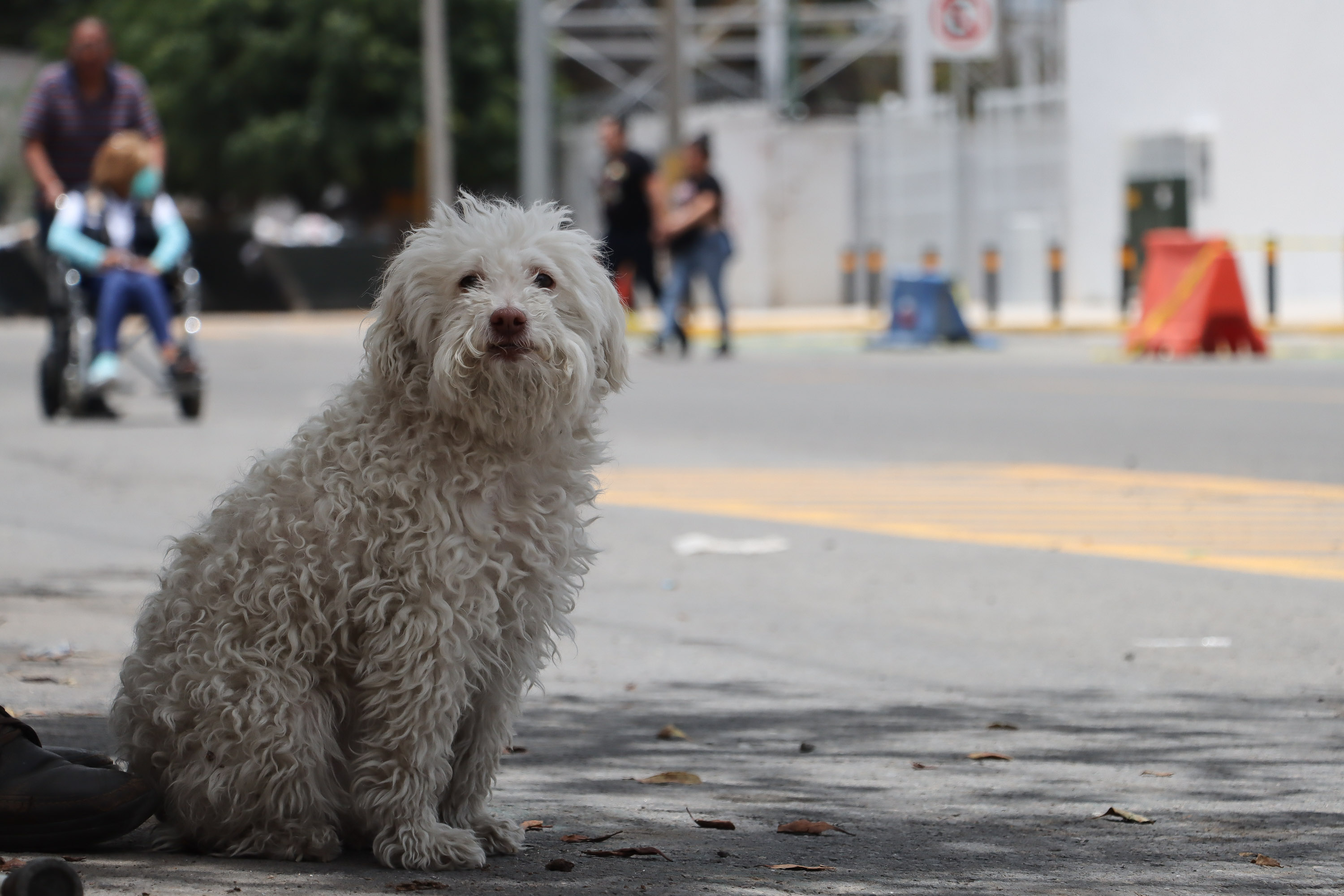 Haz una pausa y dale un fuerte abrazo a ese amigo fiel