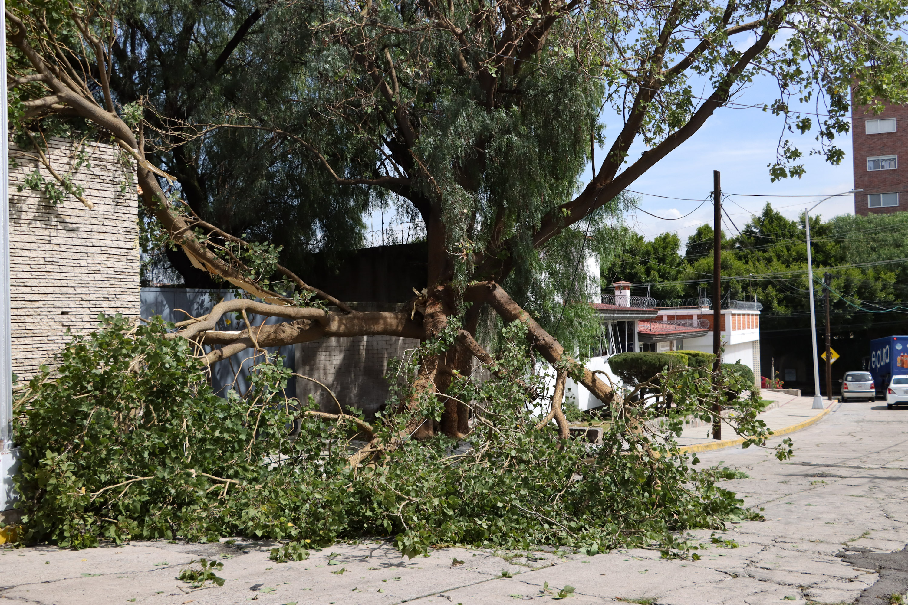 Se desprende parte de un árbol en colonia La Paz