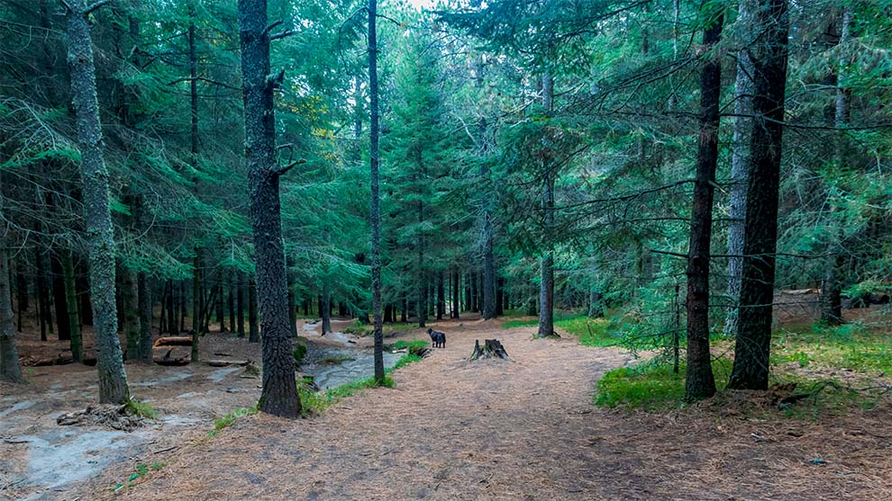 Mapean la biodiversidad de Tlaxcala