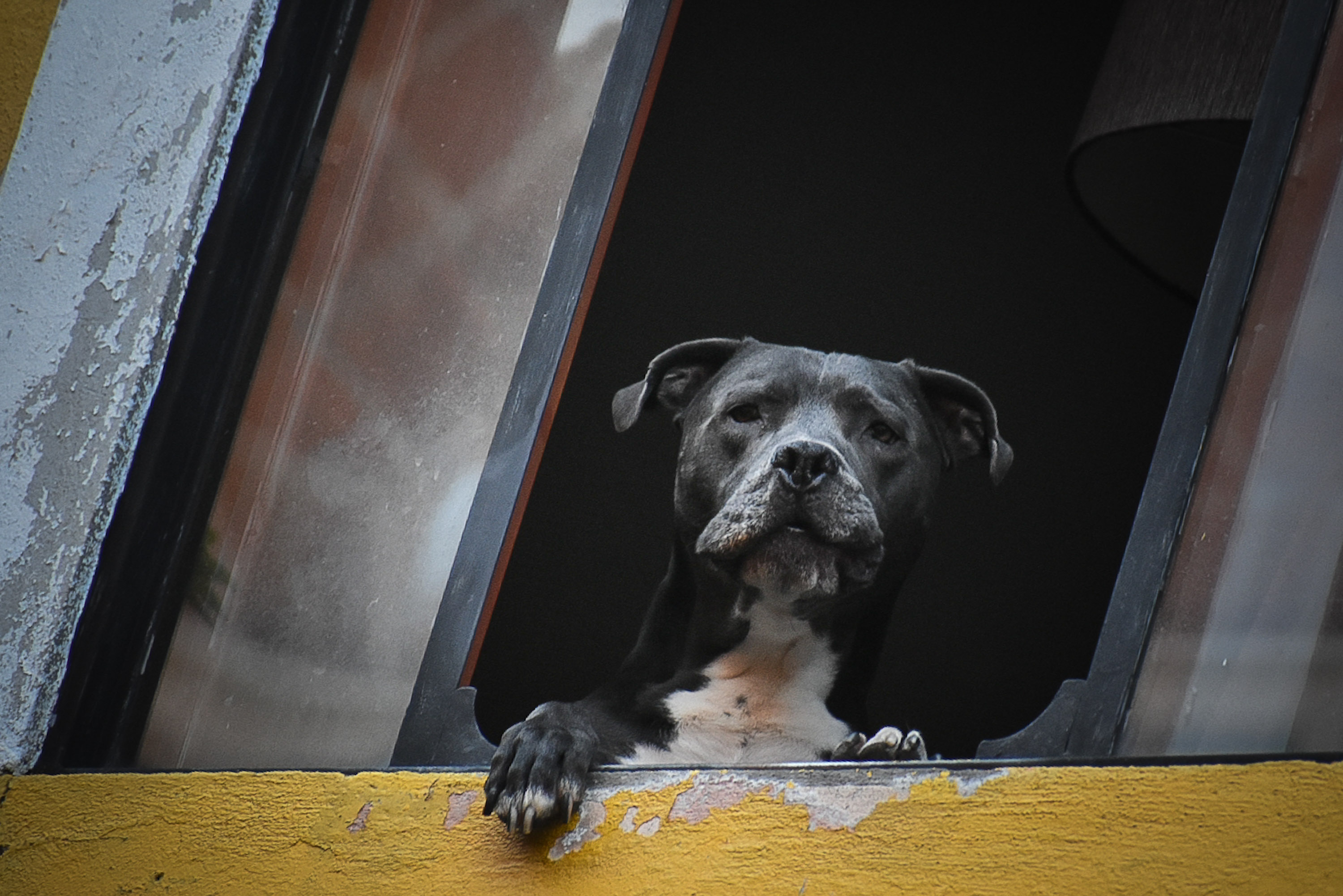 VIDEO Con ustedes el perrito más chismoso de Puebla