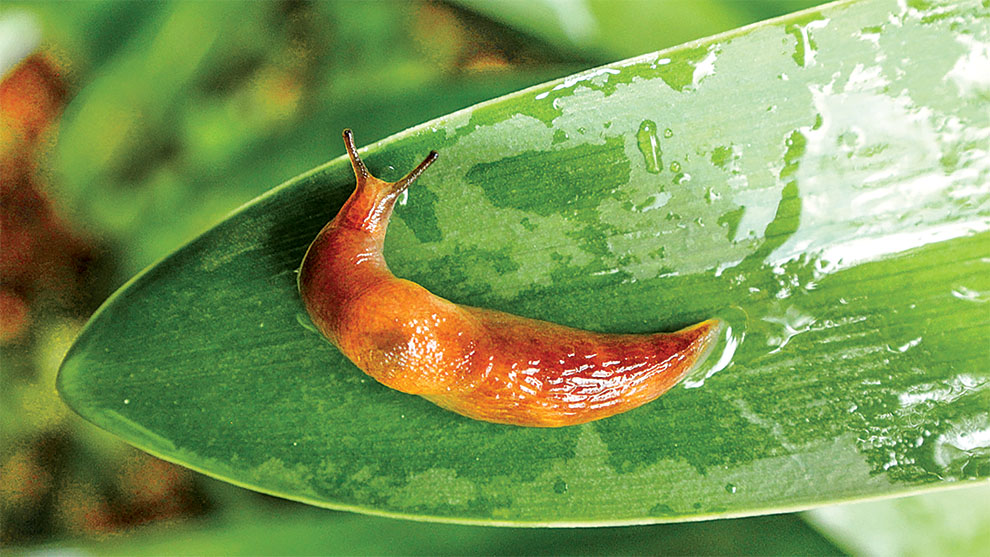 Slug Atlas, plataforma única en el mundo para el estudio de la babosa de jardín