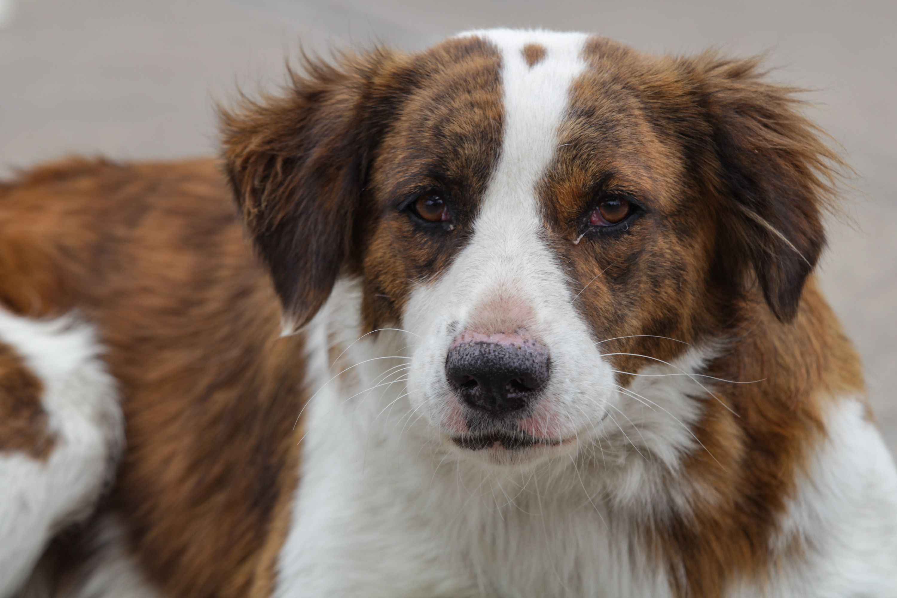 Simi Pet Care llegará a Puebla 
