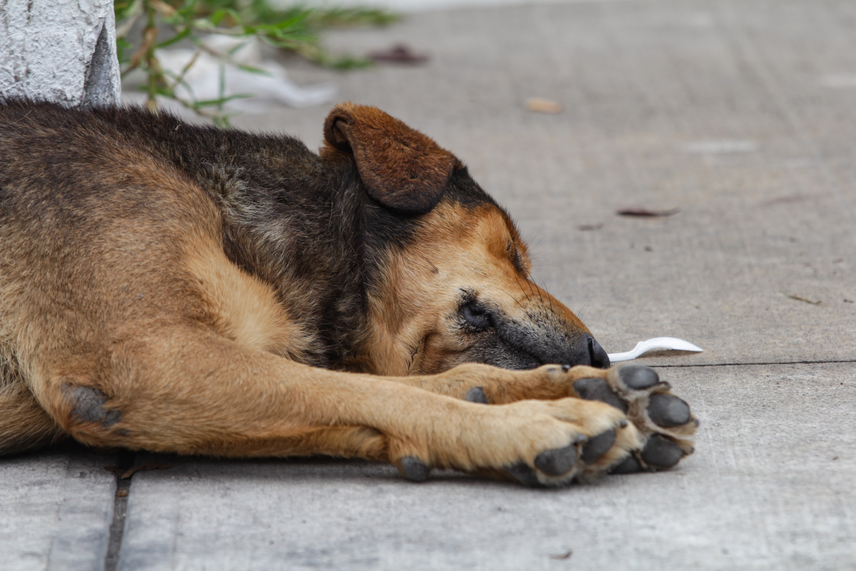 Reportan envenenamiento de perros en San Gregorio Atzompa