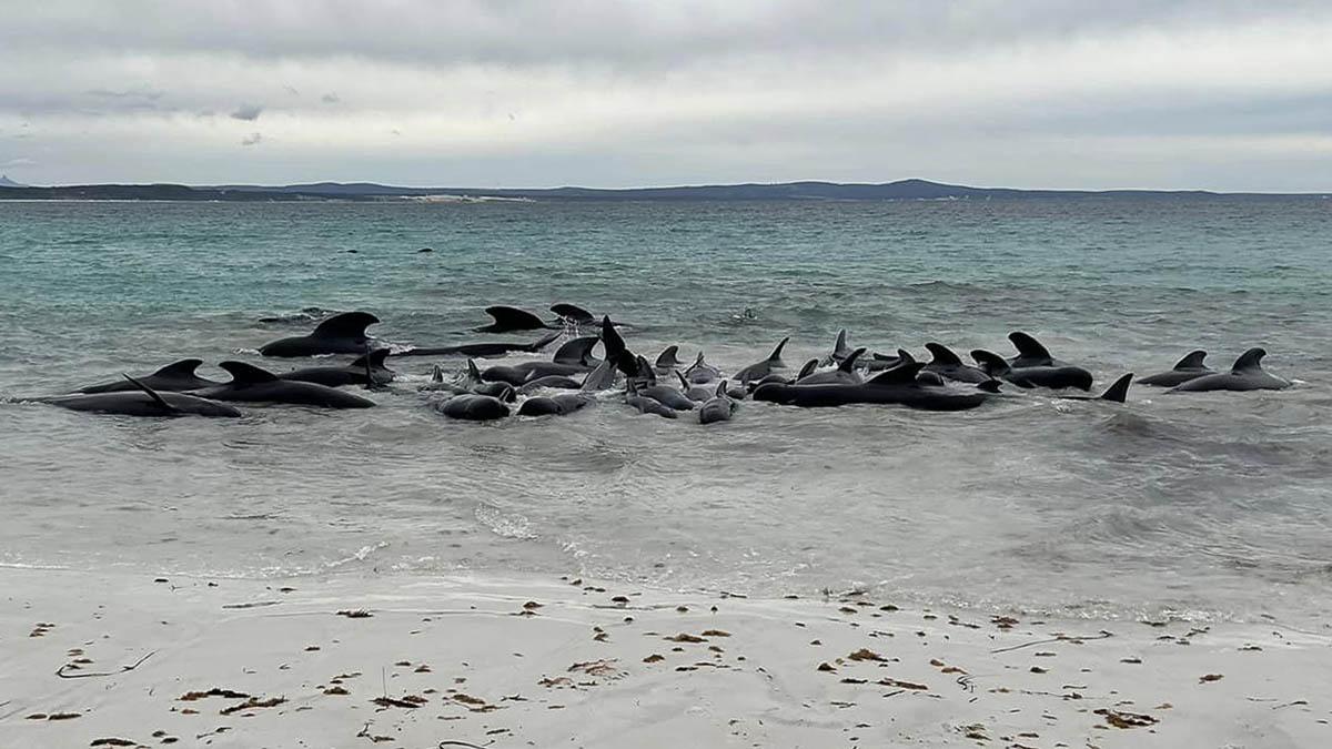 Encuentran 51 ballenas muertas en playa de Australia