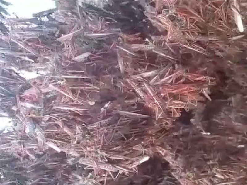 Azota plaga de langostas comunidades de Nuevo León