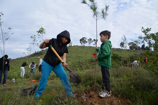 Plantan más de 2 mil árboles en reforestación del Cerro Zapotecas