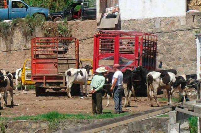 Ante robo de ganado, productores cambiarán giro en Sierra Norte