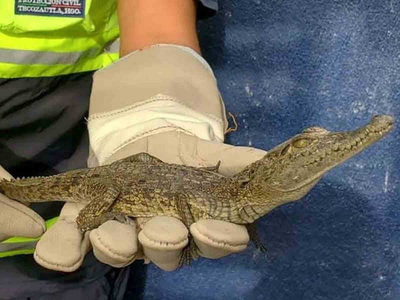 Capturan a lagarto que deambulaba por calles de Hidalgo