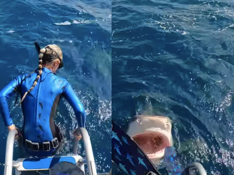Buzo casi cae en boca de tiburón tigre en Hawái