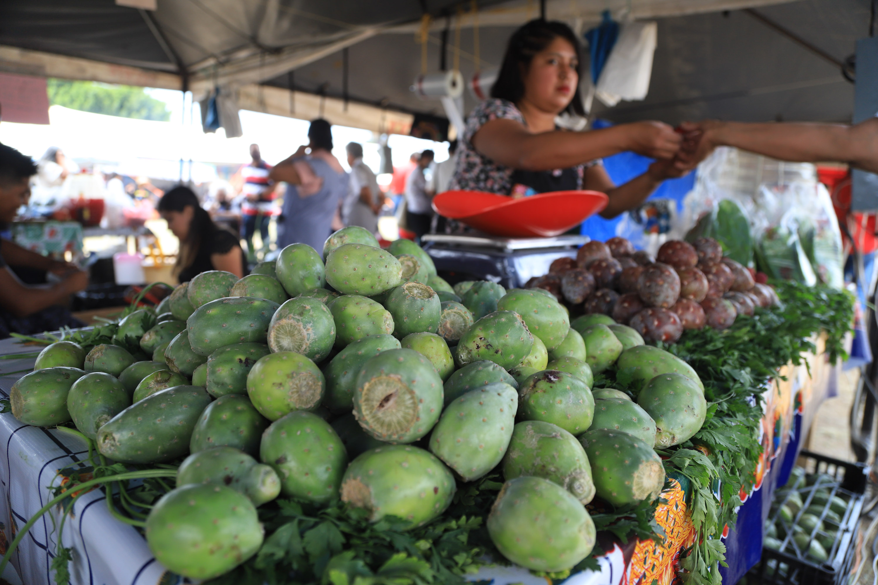 Realizan Feria del Nopal en San Bernardino Tlaxcalancingo