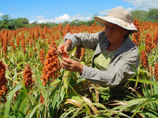Impulsa gobierno de Puebla producción de sorgo en la Mixteca