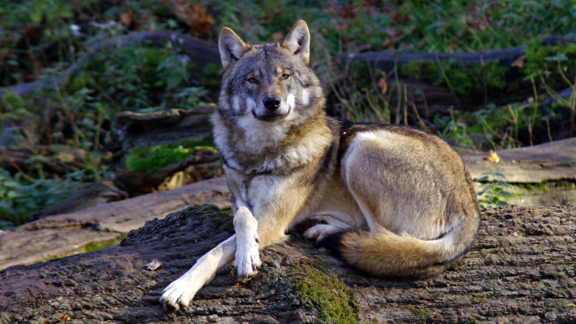 Pese a su extinción, el Lobo Mexicano está de regreso 