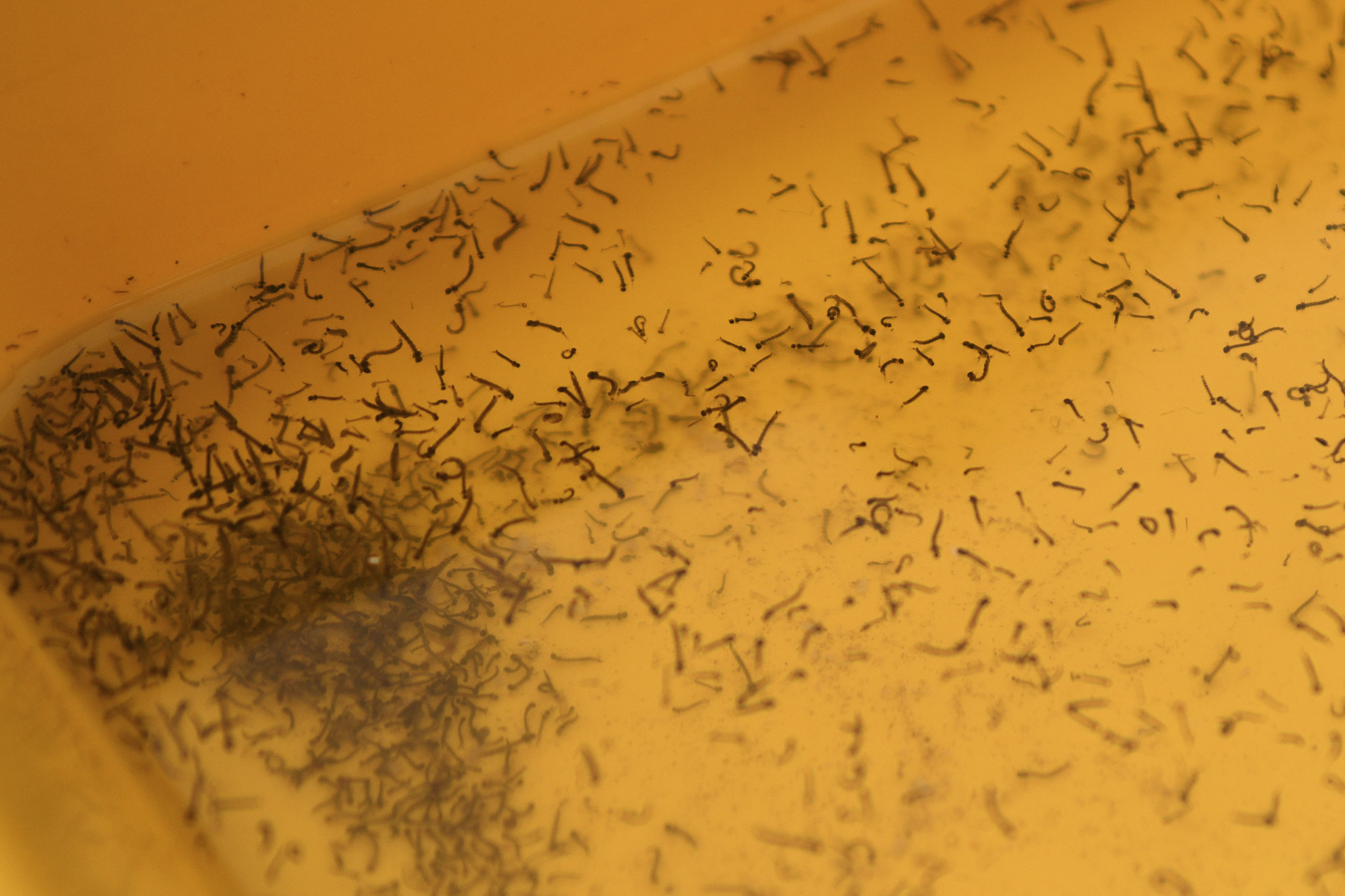 Puebla, sin contagios de dengue en 24 horas pero con 2,941 casos