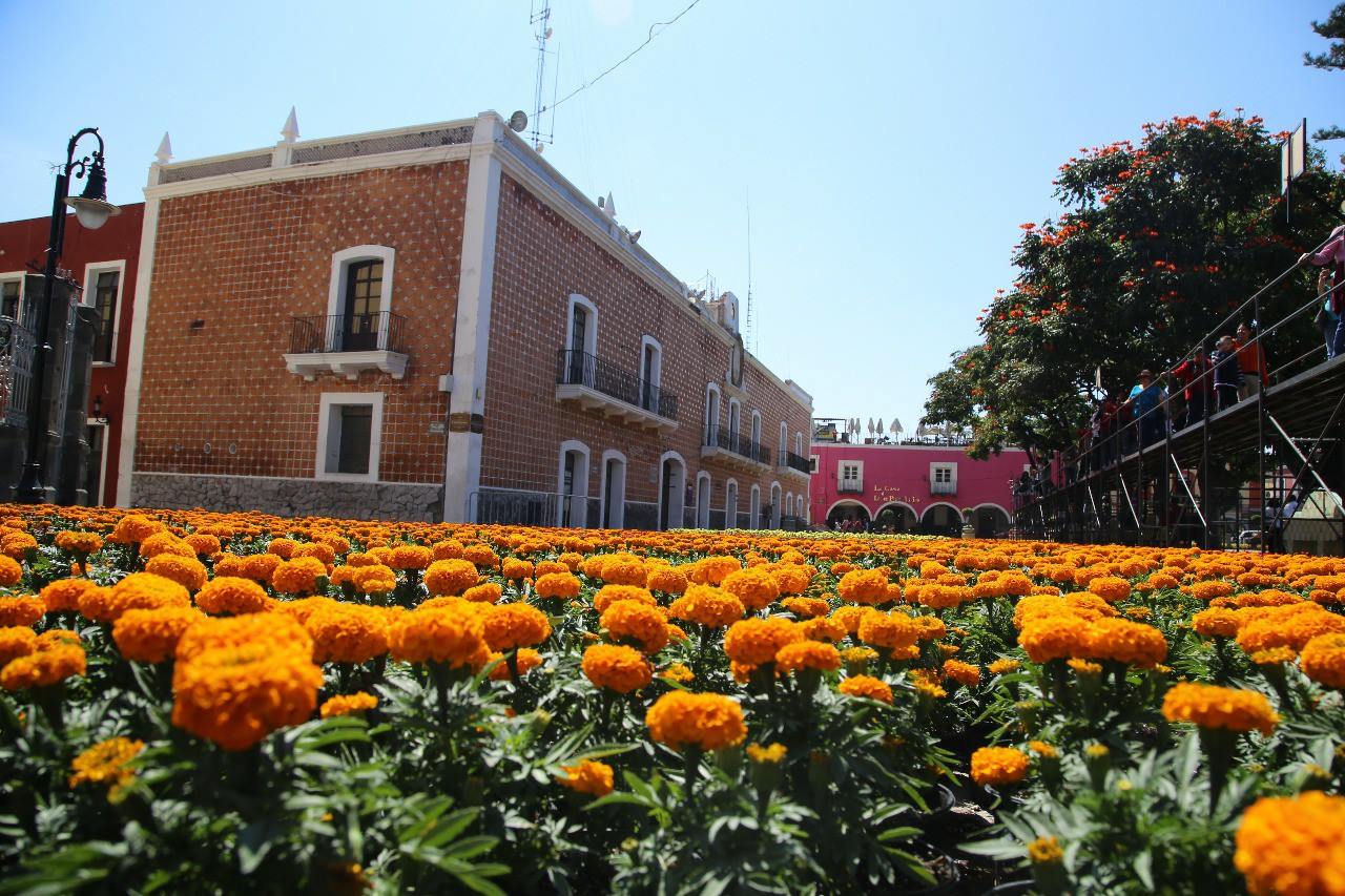 Más de 42 mil plantas tiene el tapete monumental de Atlixco