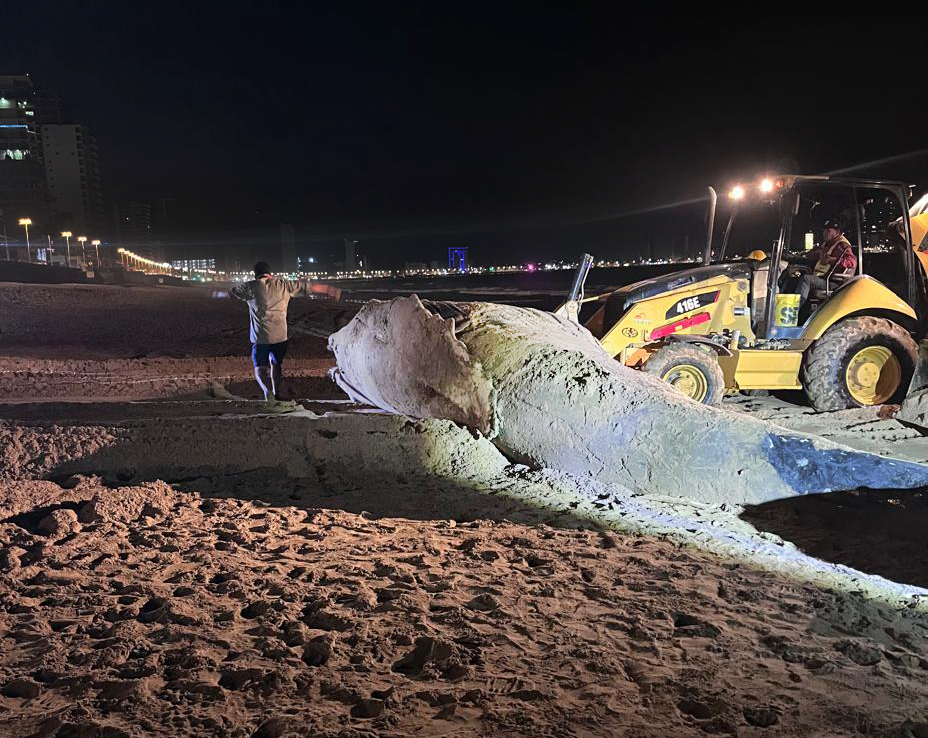 FOTOS Ballena jorobada muere varada en Mazatlán