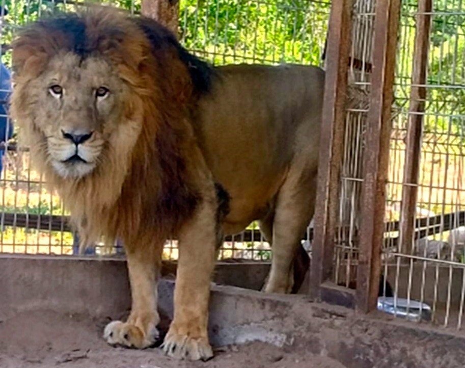 FOTOS Asegura FGR dos leones y 11 venados en inmuebles de Jalisco