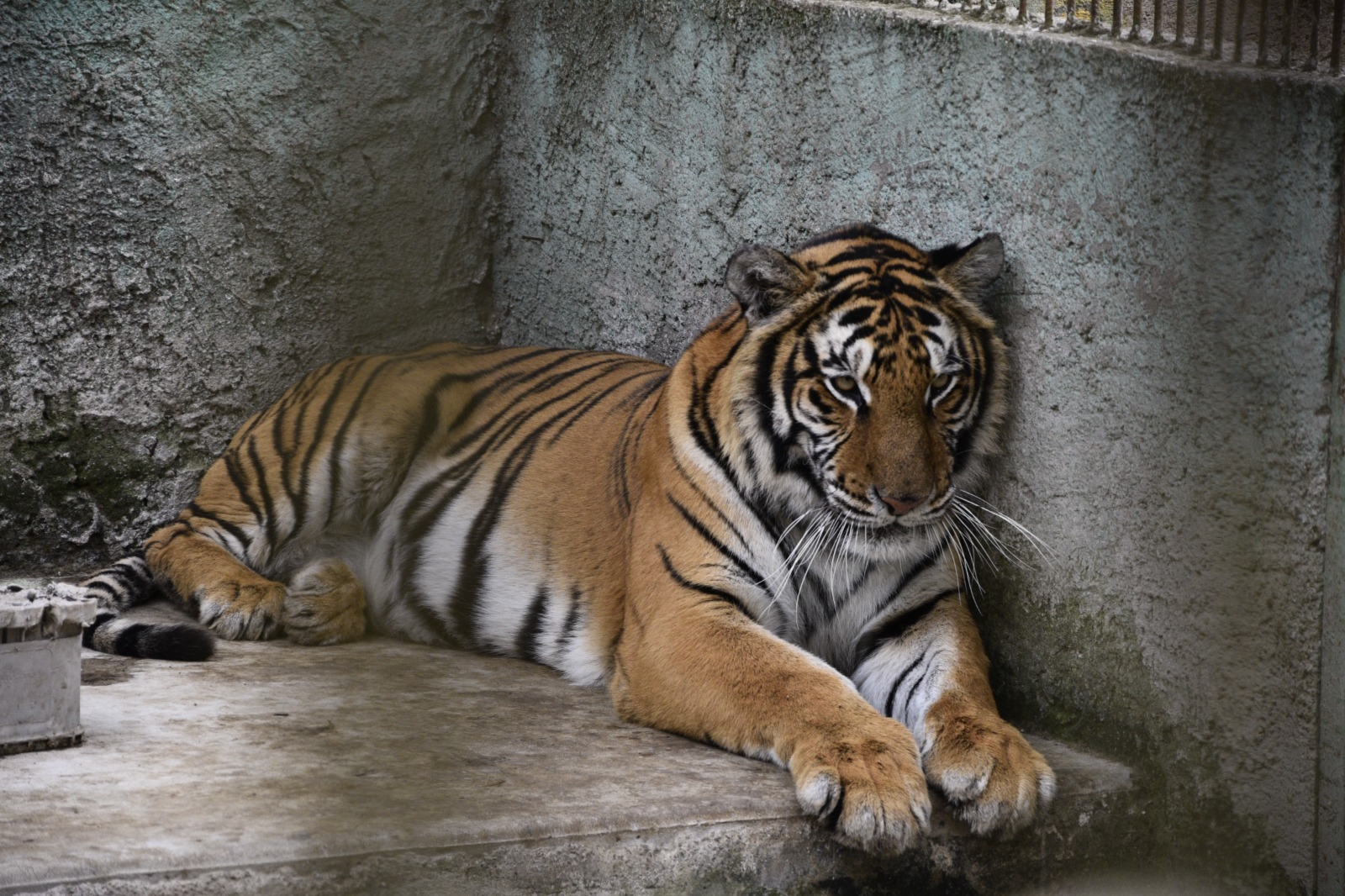 FOTOS Encuentran zoológico de presuntos socios del Cártel de Sinaloa