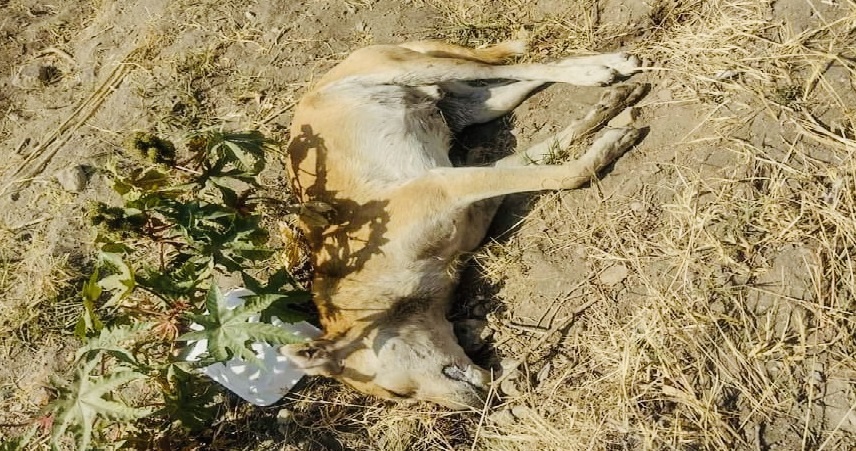 Denuncian en Atlixco envenenamiento masivo de perros