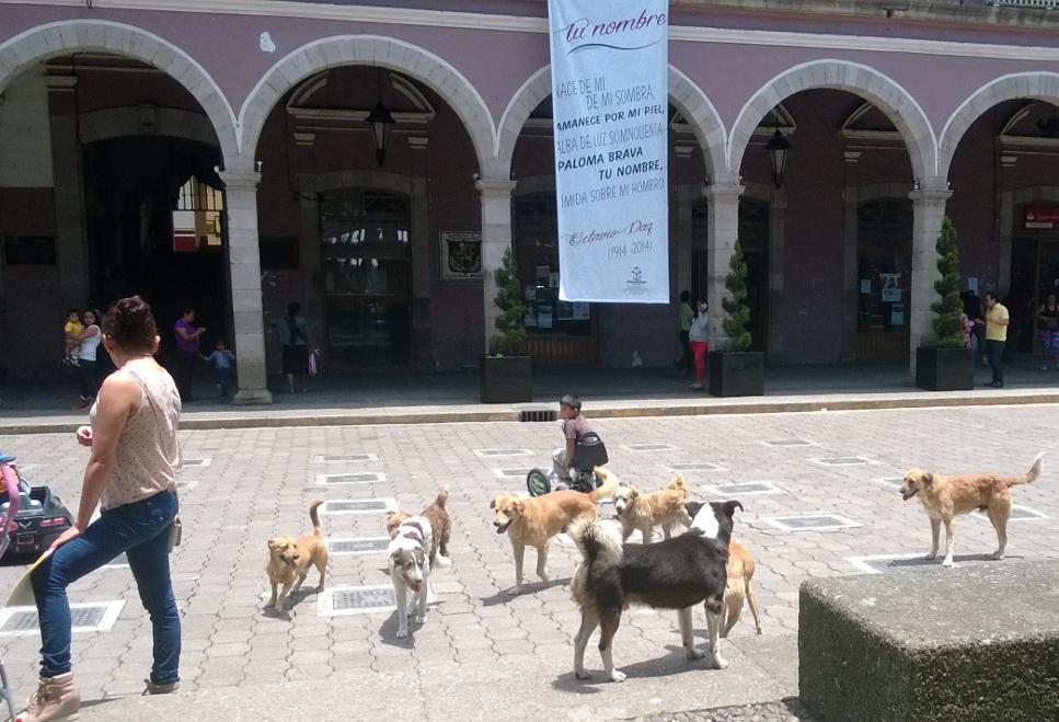 Promueven en Huauchinango tenencia responsable de mascotas