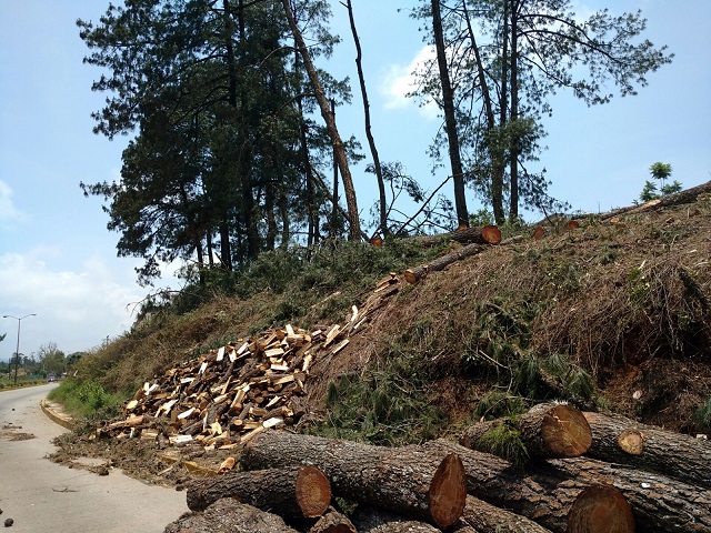 Frena PROFEPA tala de árboles en terreno de Huauchinango