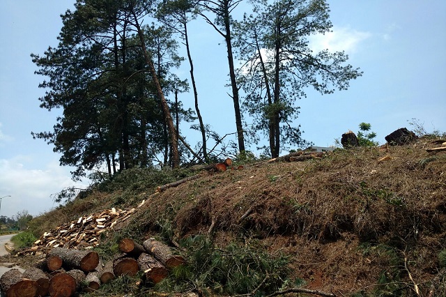 Frena PROFEPA tala de árboles en terreno de Huauchinango
