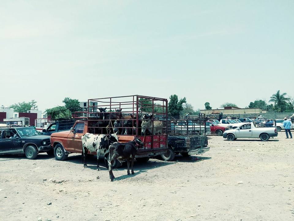 Comercializan hasta 14 mil cabezas de ganado al año en plaza de Izúcar