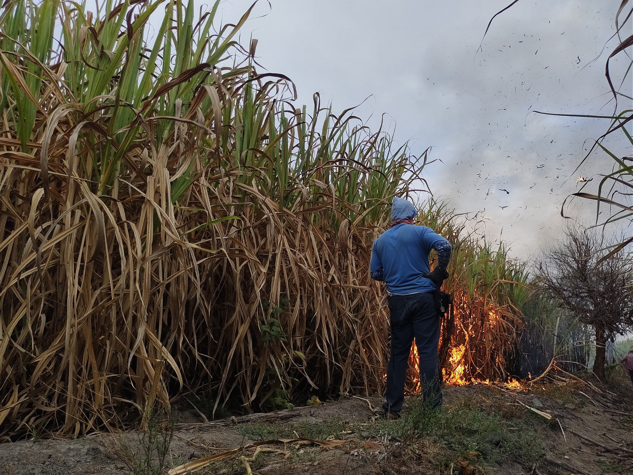 Inicia pago final para los cañeros de Chietla de la zafra 2022-2023  